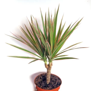 tanaman dracaena marginata