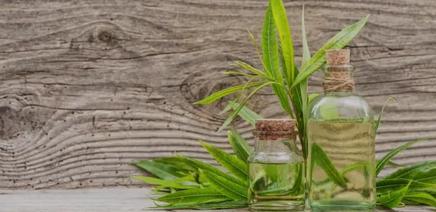 minyak kayu putih untuk jamur